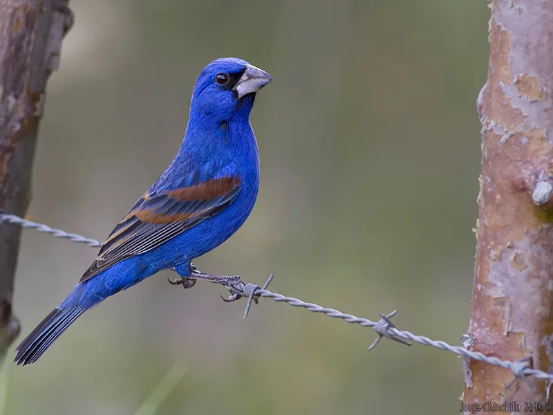 Picogrueso azul, alondra