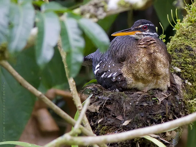 ave canasta, gallina de agua, sol y luna, pavito de agua, garza del sol