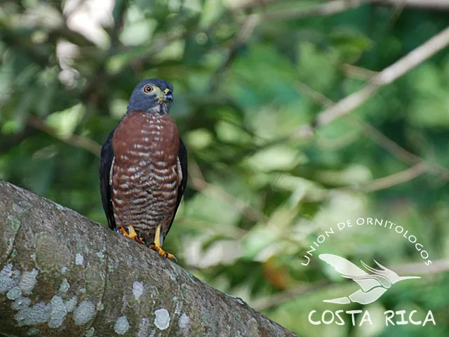 Gavilan, gavilan gorgirrayado