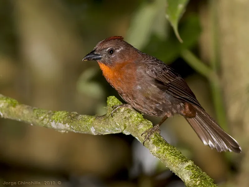 Tangara hormiguera gorgirroja