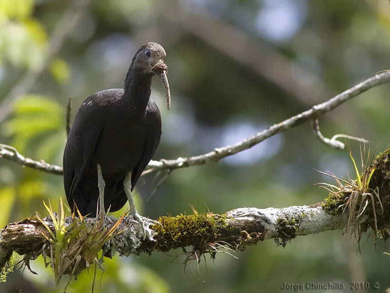 Coco negro, ibis verde