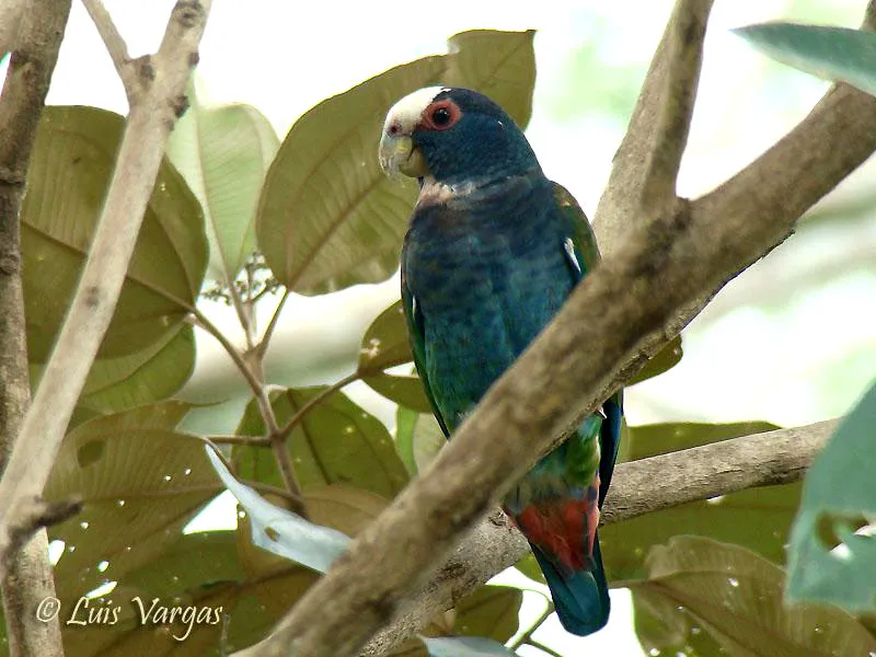 Chucuyo, loro coroniblanco