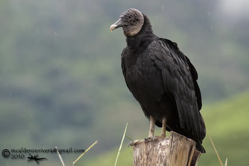 Gallinazo, zoncho, zopilote, zopilote negro
