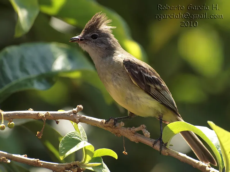 Bobillo, copetoncillo, tontillo, elainia copetona