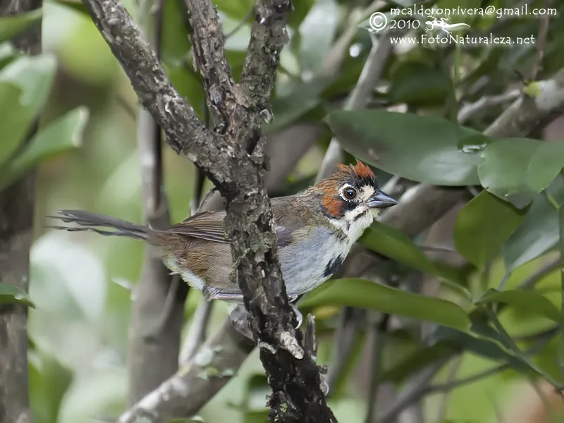 Mercenario, rey de come maiz, pinzon cafetalero