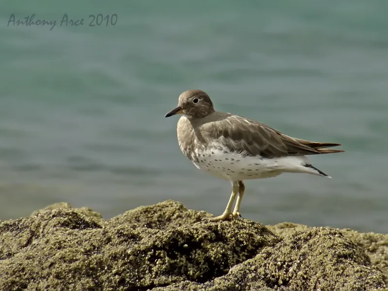 Chorlito de rompientes