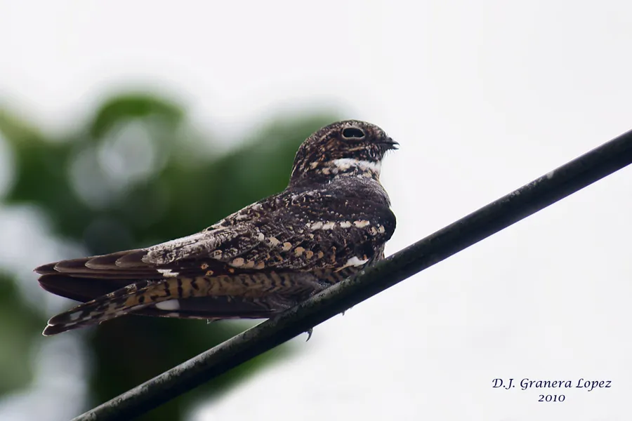 Gavilan, añapero menor