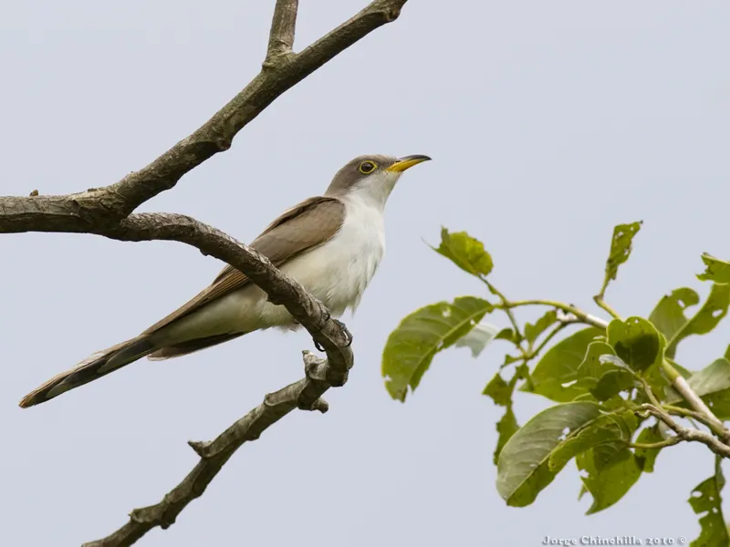 Cuclillo piquigualdo
