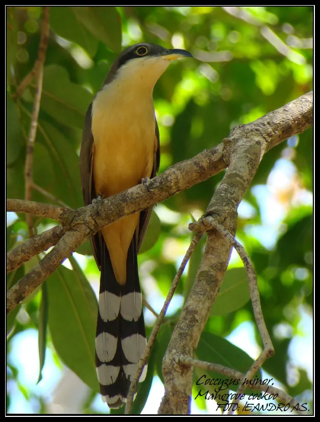 Cuclillo de antifaz, cuclillo de orejinegro