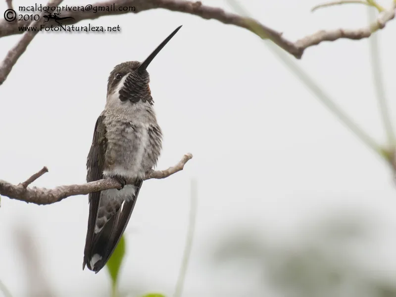 Colibri, gorrion, colibri pochotero