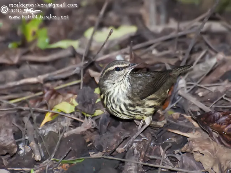 Menea cola, tordo de agua, reinita acuatica norteña