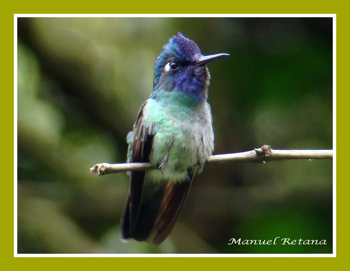 Colibri, gorrion, colibri cabeciazul