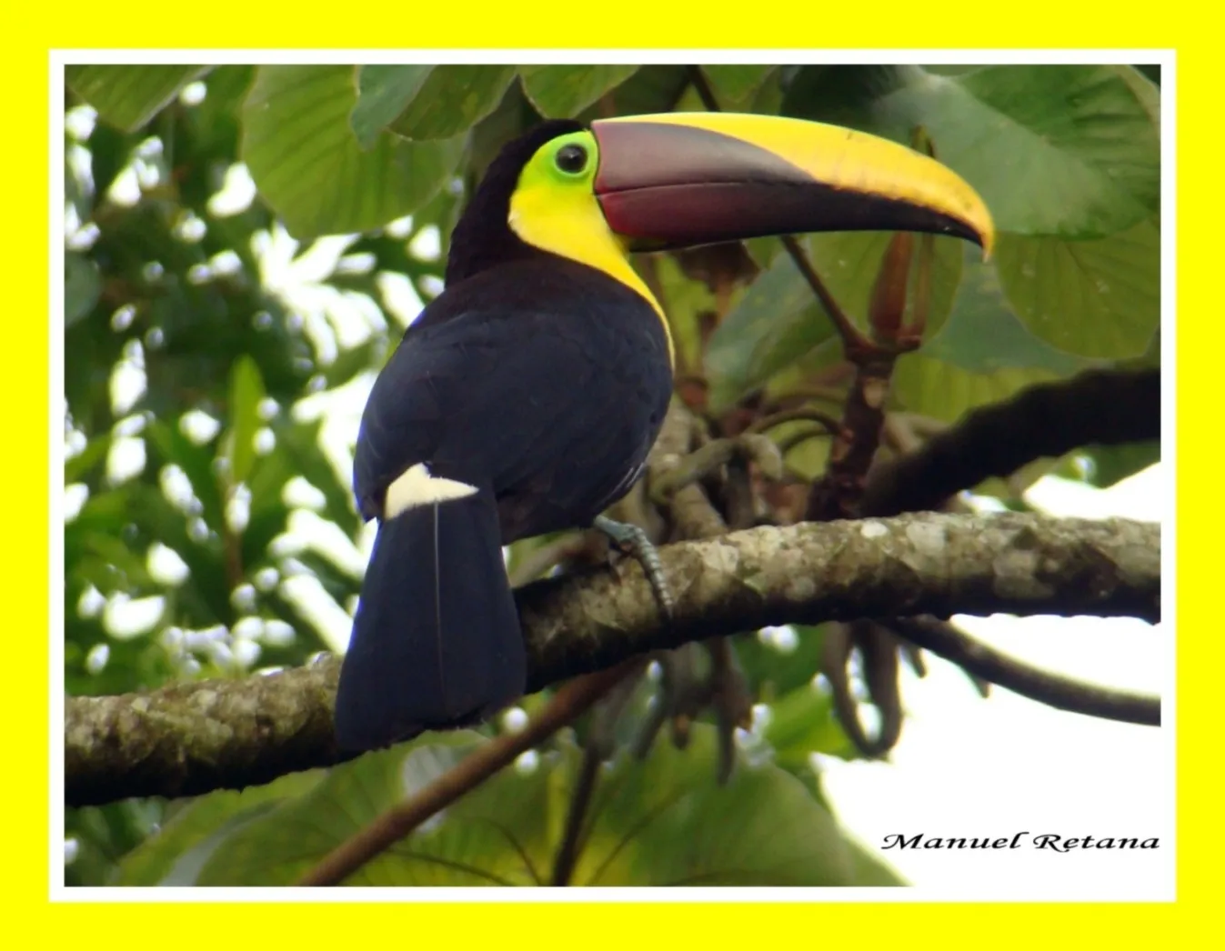 Dios-te-de, gran curre negro, quioro, tucan, tucan de Swainson