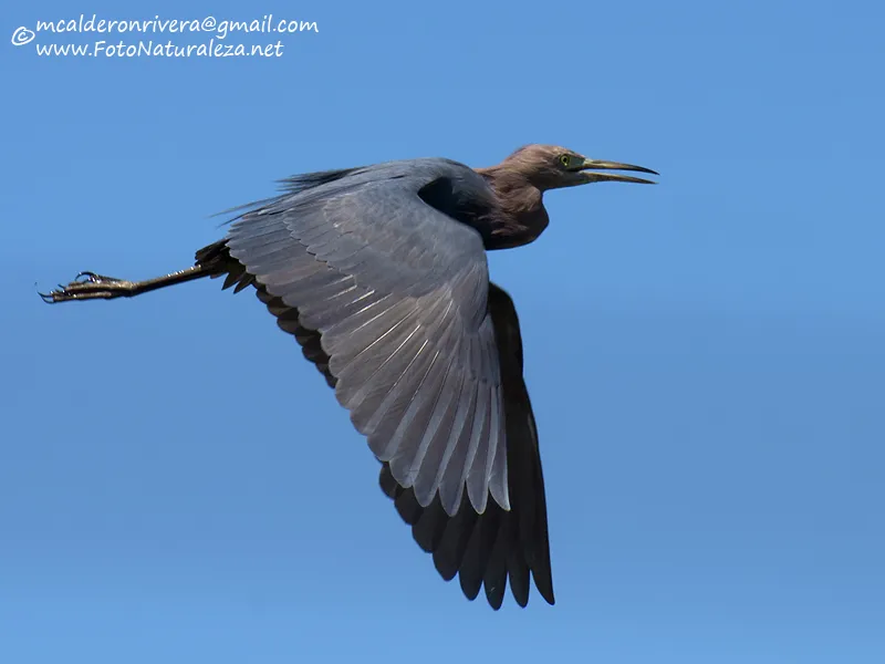 Garceta rojiza, garza