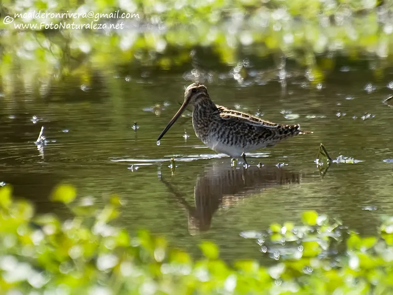 Becada, becacina comun