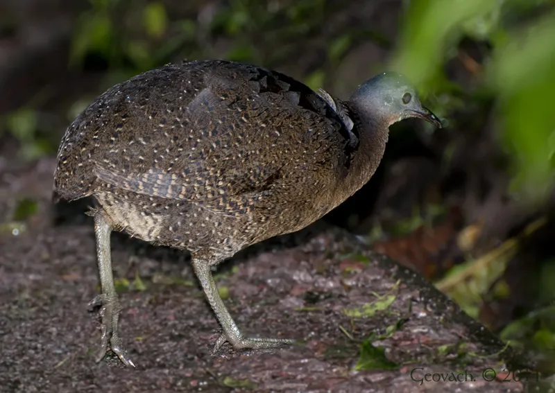 Gallina de monte, gongolona, tinamu serrano