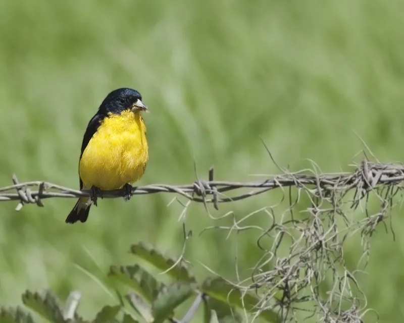 Mozotillo de charral, jilguero menor