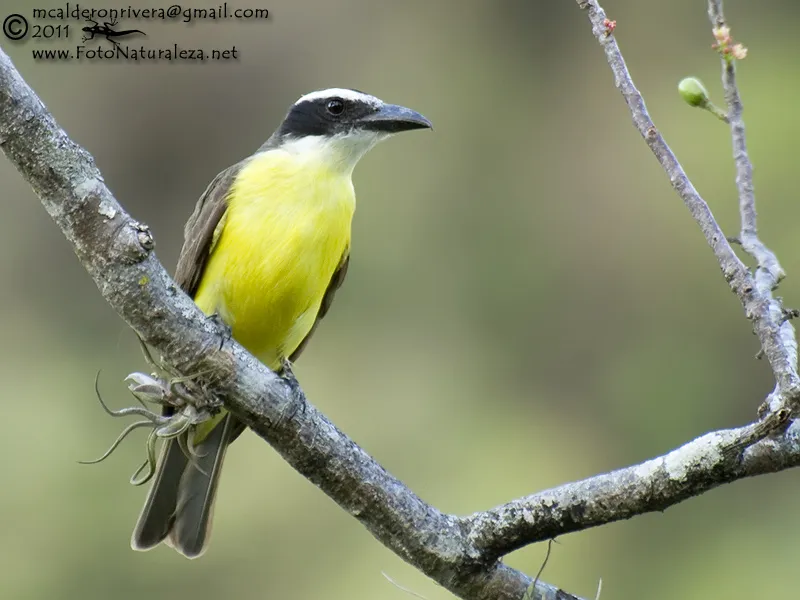 Pecho amarillo, mosqueron picudo