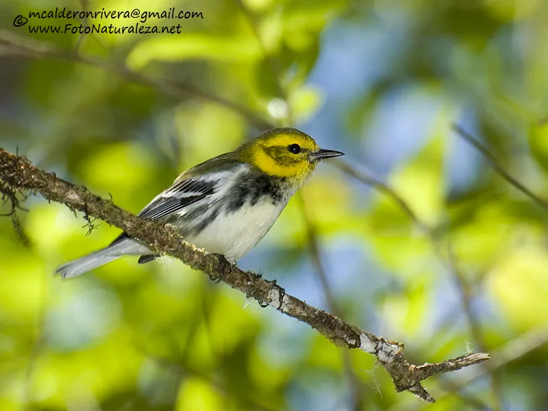 Reinita cariamarilla