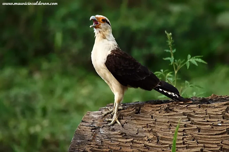Caracara cabecigualdo
