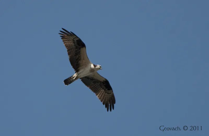 Gavilan pescador, aguila pescadora