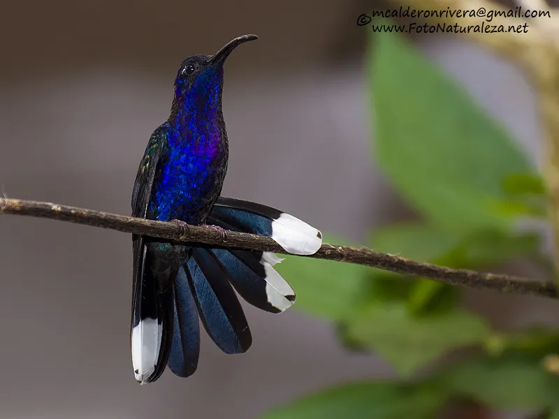 Colibri, gorrion, ala de sable violaceo