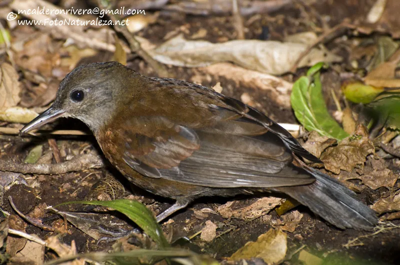 Tirahojas gargantigris