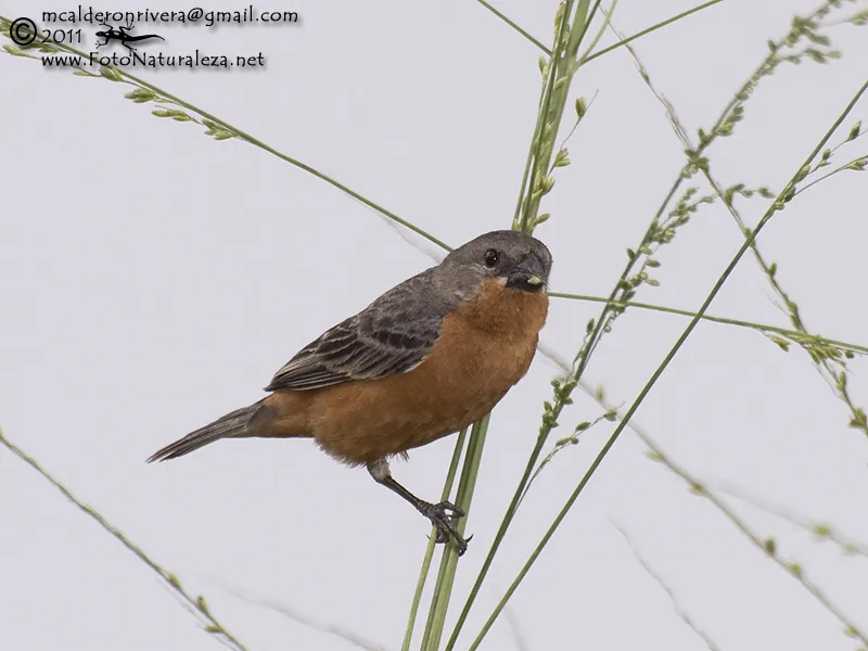 Espiguero menudo, semillero