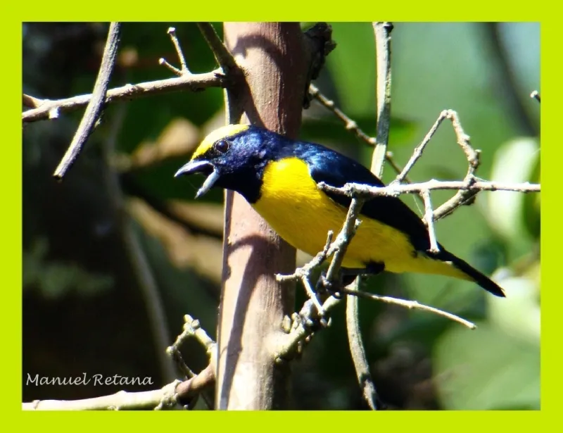 Agi¼io, monjita, eufonia coroniamarilla