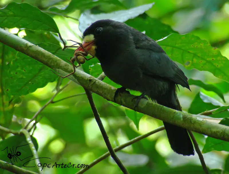 Julio, monja frentiblanca