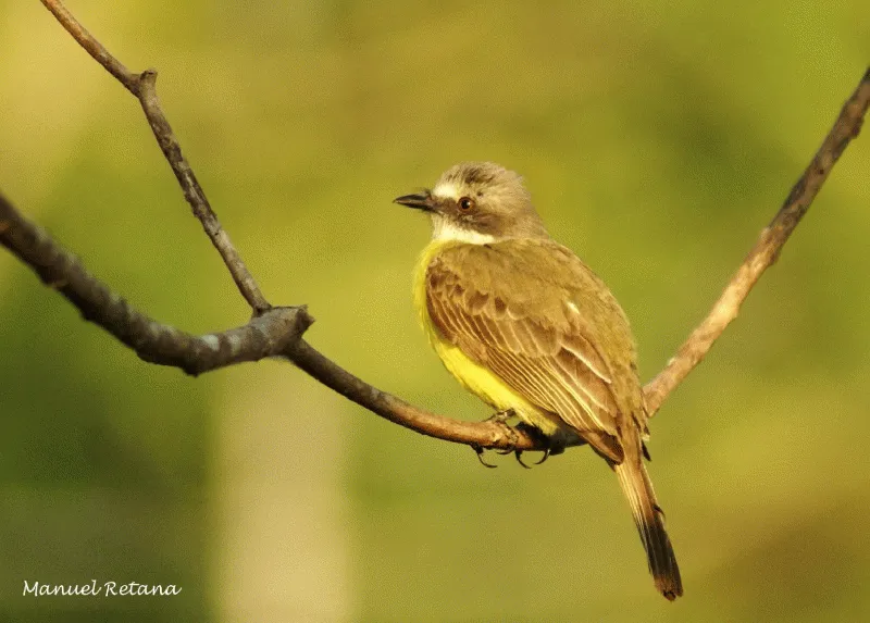 Pecho amarillo, mosquero cabecigris