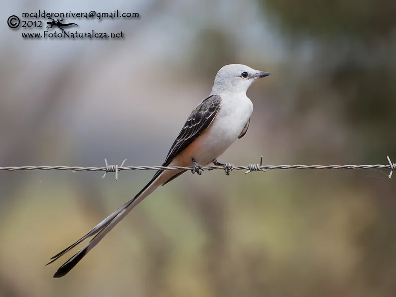 Tijerilla, tijerillo, tijereta rosada