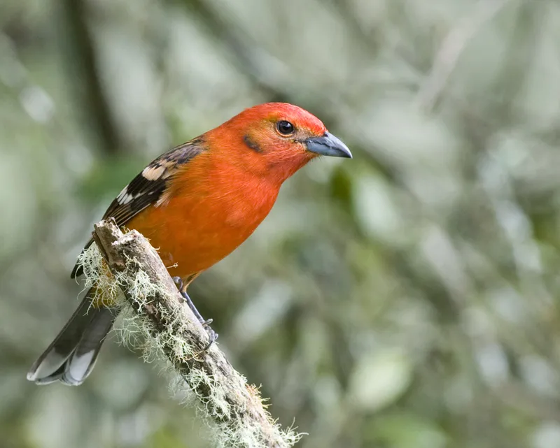 Cardenal, tangara dorsirrayada