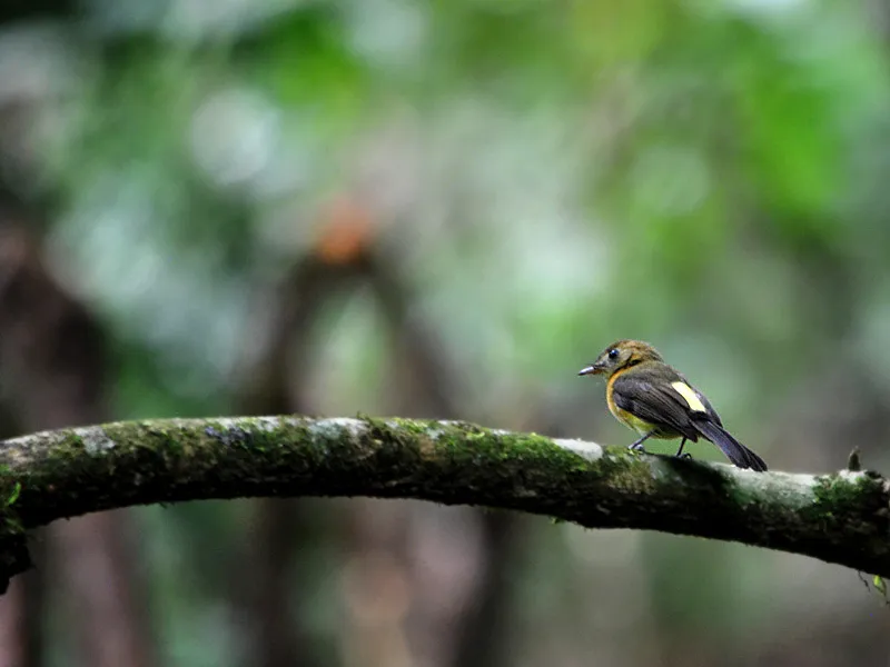 Mosquerito colinegro