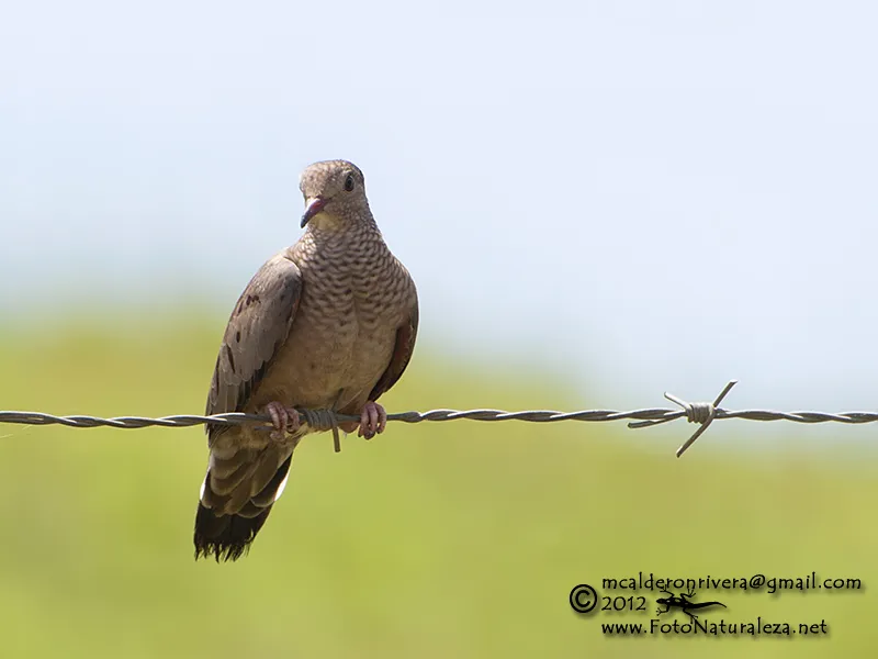 Palomita, tortolita, tortolita comun