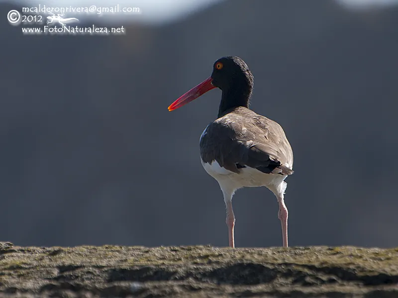 Soldadito, ostrero americano