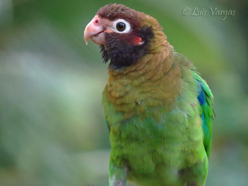 Lora, loro cabecipardo