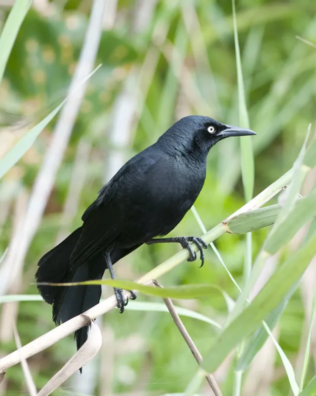 Garrapatero, toti, sanate, zanate, clarinero, zanate de laguna