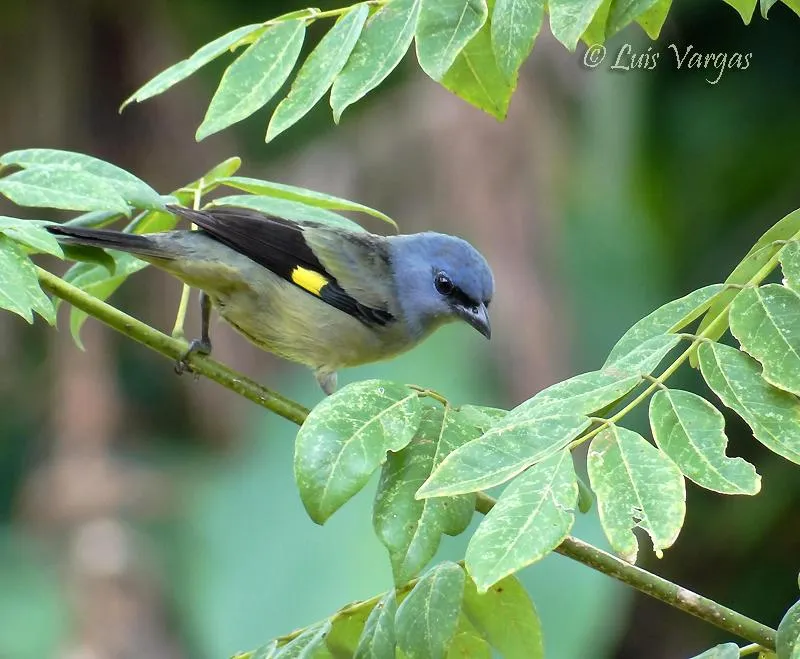 Viuda Aliamarilla, Tangara