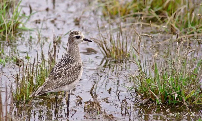 Chorlito dorado menor