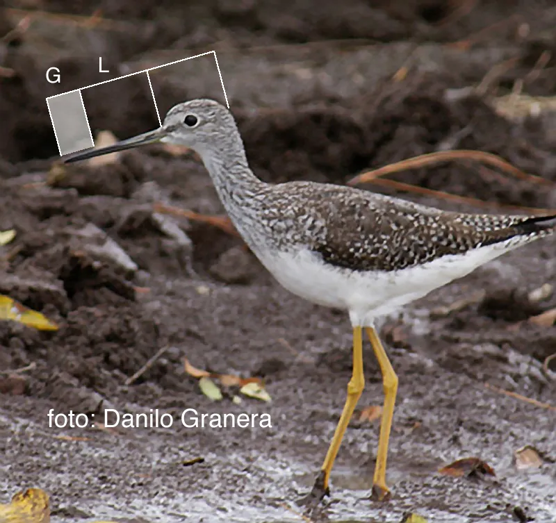 Pijije, zarceta, patiamarillo mayor