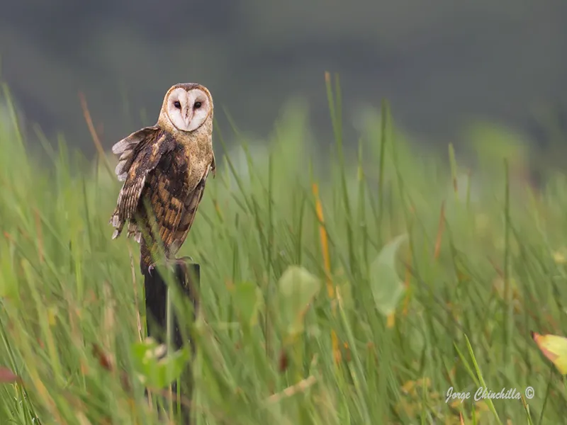 Buho, cara de gato, lechuza, lechuza de campanario, lechuza ratonera