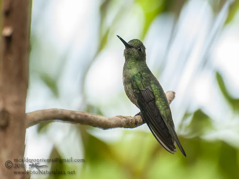 Colibri, gorrion, colibri pechiescamado