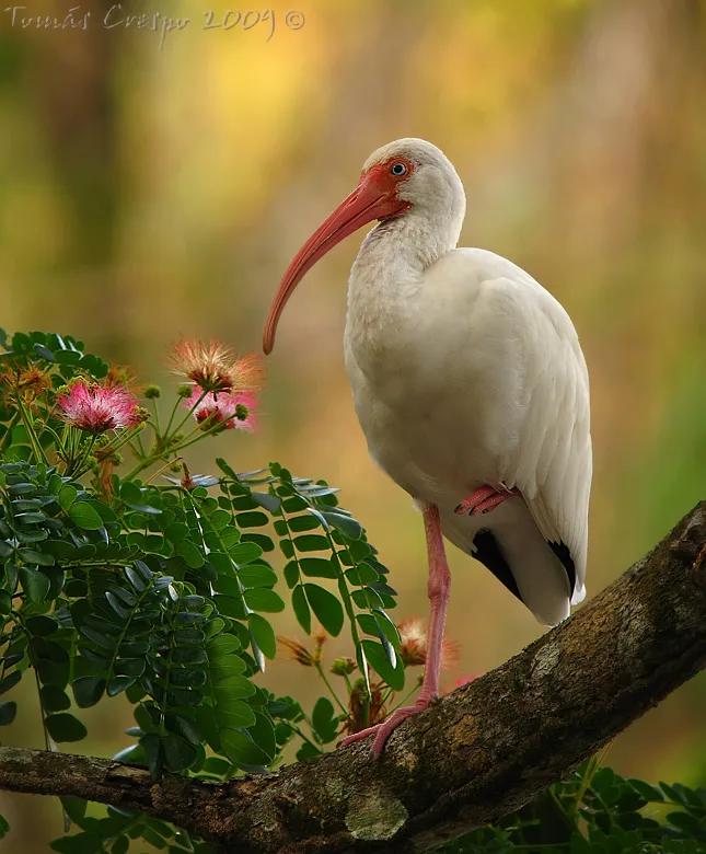 Coco, ibis blanco