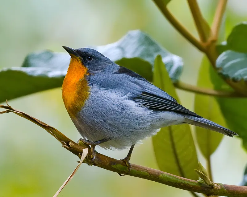 Reinita garganta de fuego