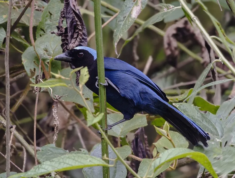 Piapia de montaña, urraca de toca celeste