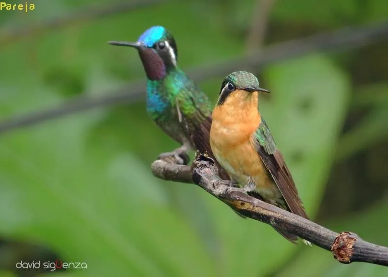 Colibri, gorrion, colibri montañes gorgimorado