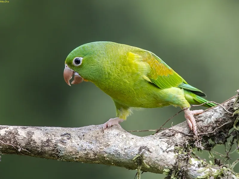 Catano, zapoyolito, perico, periquito barbinaranja