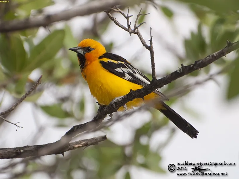 Bolsero, chorcha, chiltote (Guanacaste, principalmente en la peninsula), bolsero dorsilistado