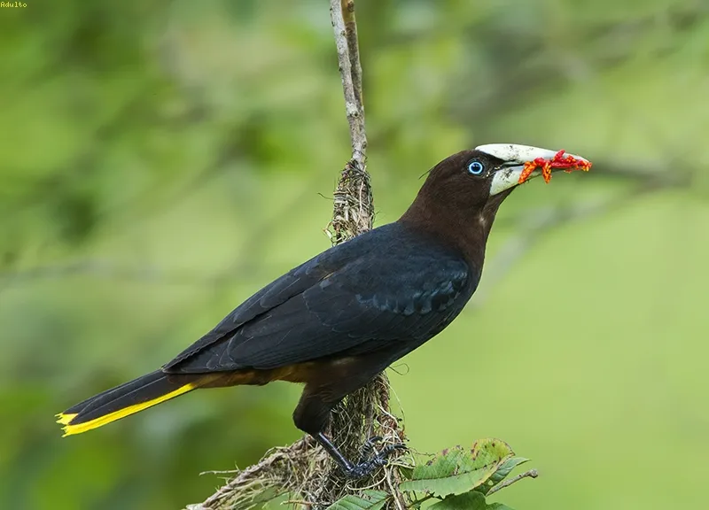 Oropendola, oropendola cabecicastaña